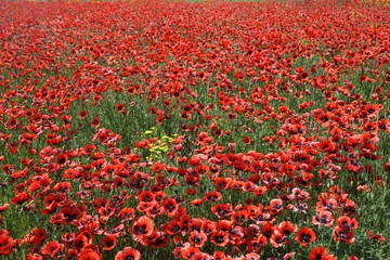 Landscape with nice sunset over poppy field .turkey/erzurum