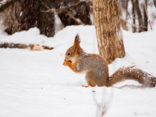 Naklejka na ściany i meble Ginger squirrel sits on snow in the winter forest. Curious rodent eating a nut.