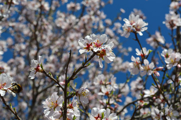 Almond blossoms, bees, bugs and spring time is here! 2019