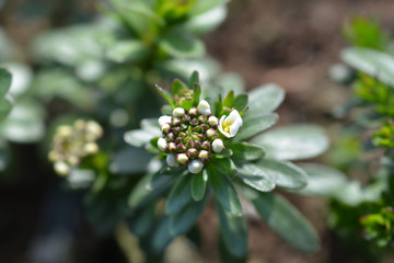 Evergreen candytuft Schneeflocke