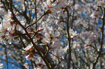 Almond blossoms, bees, bugs and spring time is here! 2019