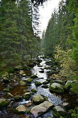 Sumava National Park, nature of the Czech Republic, picture from summer