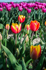 Beautiful spring landscape with tulips in the fields of Holland.