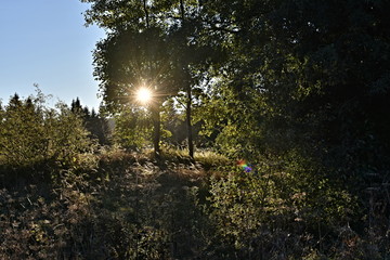Sumava National Park, nature of the Czech Republic, picture from summer