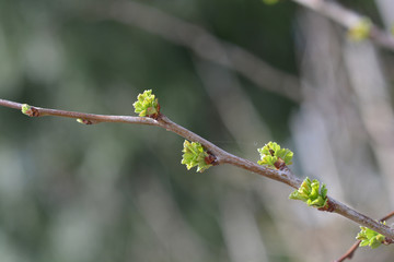 Hawthorn Pauls Scarlet