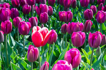 Beautiful spring optimistic landscape-texture with tulips in the field in Holland. (exception, alien among them, the other – concept)