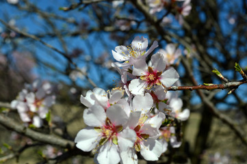 Almond blossoms, bees, bugs and spring time is here! 2019