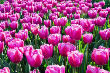 Fototapeta premium Beautiful landscape with lots of purple tulips in the middle of the field in Holland.