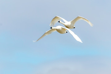 Close Formation Flying