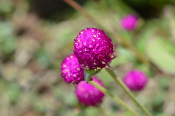 Globe amaranth Violacea