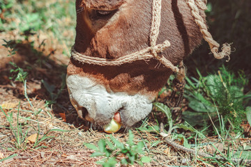 donkey in the forest