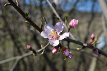 Almond blossoms, bees, bugs and spring time is here! 2019