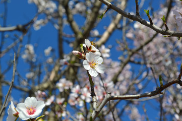 Almond blossoms, bees, bugs and spring time is here! 2019