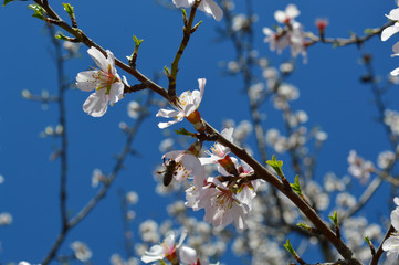 Almond blossoms, bees, bugs and spring time is here! 2019