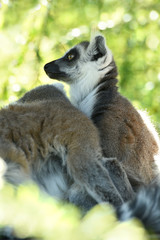 lemur - obrazy, fototapety, plakaty