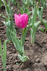 Obraz premium Single pink flower of tulip in spring