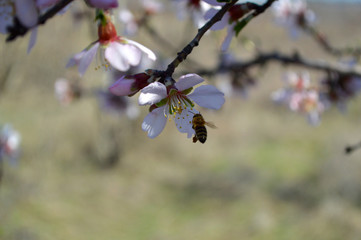 Almond blossoms, bees, bugs and spring time is here! 2019