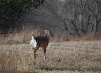 Fototapeta premium Deer in meadow