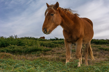 Obraz premium Icelandic brown horse among green grass in nature. 