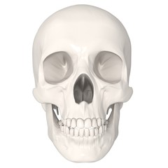 3d render skull head on white background