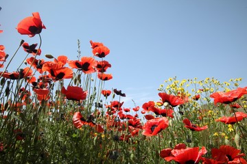 Landscape with nice sunset over poppy field .turkey/erzurum