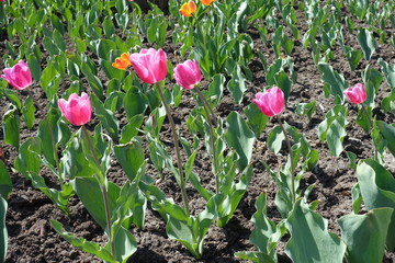Pink flowers of single tulips in spring
