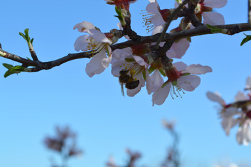 Almond blossoms, bees, bugs and spring time is here! 2019