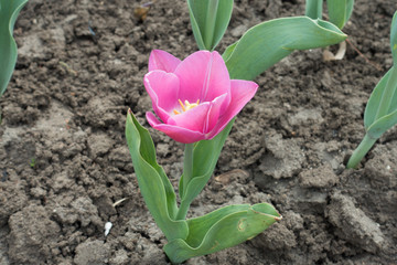 Single pink flower of tulip in spring