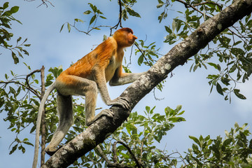 Naklejka premium The rare and beautiful single proboscis monkey with it's unique long nose at Bako National Park, Borneo clambering up a branch.