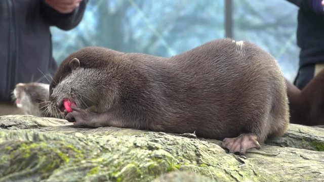 Close up on otter eating raw meat in front of zoo trainer, sitting on green mossy rocks. Slow motion.