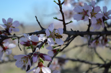 Almond blossoms, bees, bugs and spring time is here! 2019