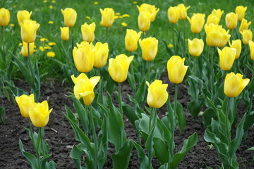 Lush yellow tulips in bloom in spring