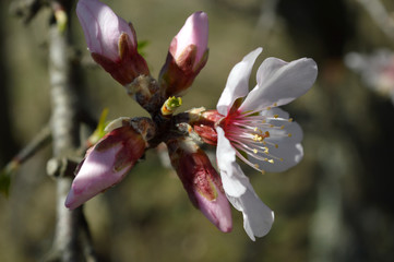 Almond blossoms, bees, bugs and spring time is here! 2019