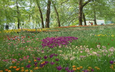 Insel Mainau im Frühling: buntes Tulpenfeld - lila und orange
