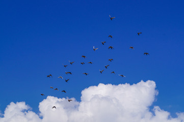 Pigeon Flock in Flight over La Palma in Canary Islands