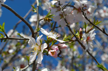 Almond blossoms, bees, bugs and spring time is here! 2019