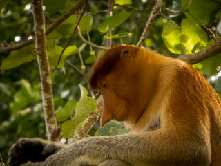 Fototapeta premium A close up of the rare and beautiful single proboscis monkey with it's unique long nose sitting in a tree at Bako National Park, Borneo