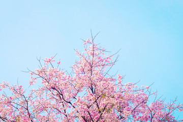 Beautiful cherry blossom pink flower sakura against vlue sky spring summer nature background