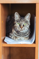 domestic cat with green eyes sitting in the closet