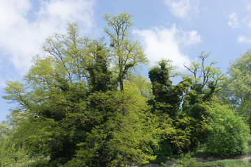 Obraz premium Stare drzewa wiosną na wyspie Mainau / Bodensee