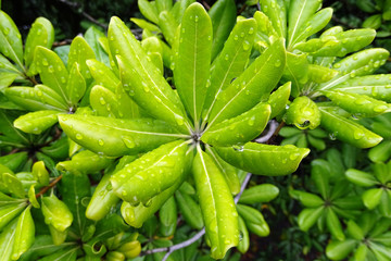 Obraz premium Pittosporum tobira, or Australian laurel - raindrops on fresh green leaves