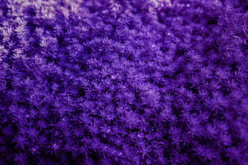 Street violet plant with morning dew. Place for text.