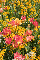 Insel Mainau im Frühling: buntes Blumenbeet mit Tulpen - rot, gelb, orange