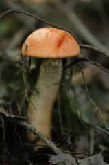 aspen in the forest, mushroom season