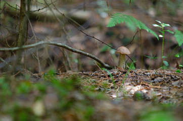 podberezovik in the forest, mushroom season