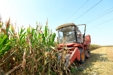Modern combine harvester is harvesting cultivated ripe corn crop