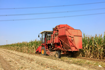 Obraz premium Modern combine harvester is harvesting cultivated ripe corn crop