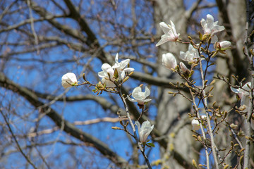 Magnolie