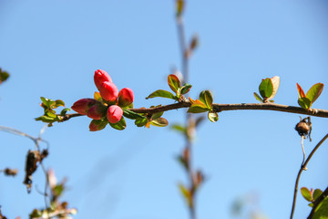 Knospen Apfelbaum