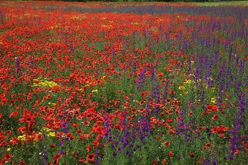 Landscape with nice sunset over poppy field .turkey/erzurum